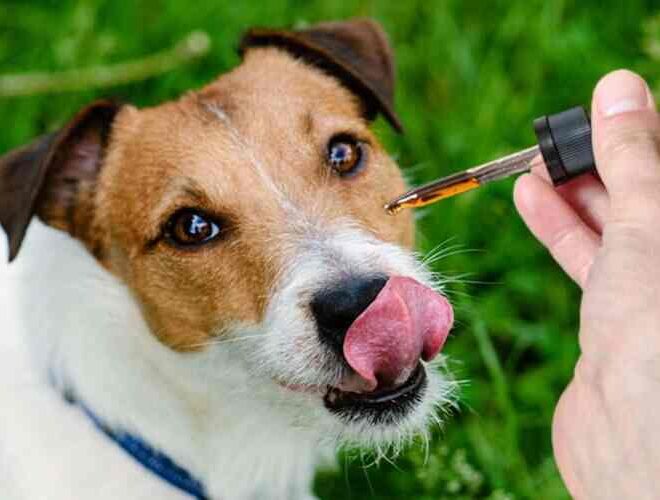 CBD for Dogs: Best products you must buy