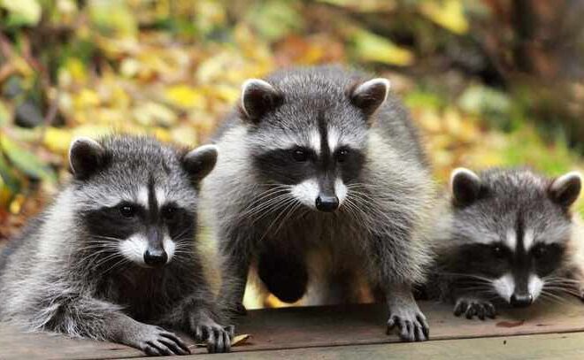 Raccoon Removal to Prevent Reproduction: Effective Strategies for Long-Term Control