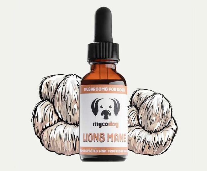 Enhance Your Dog’s Focus and Alertness with Lion’s Mane Mushroom