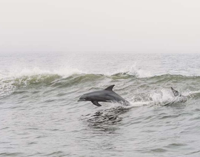 What to Expect on a Dolphin Cruise Hilton Head Island