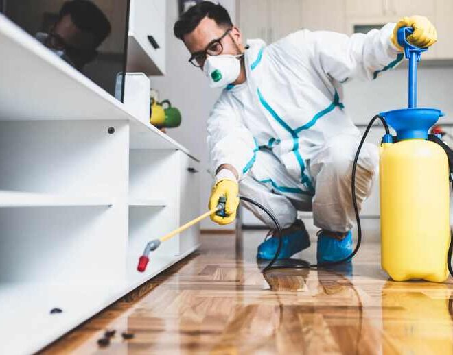 Strategies Pest Control Services Use to Prevent Termites in Cypress